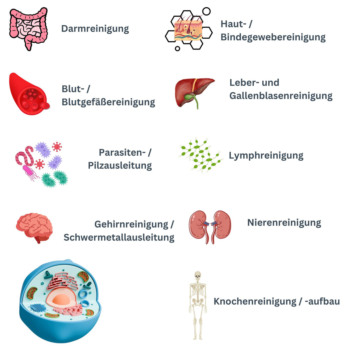 JAHRESPROGRAMM: Tiefgehende Organreinigung und Entschlackung